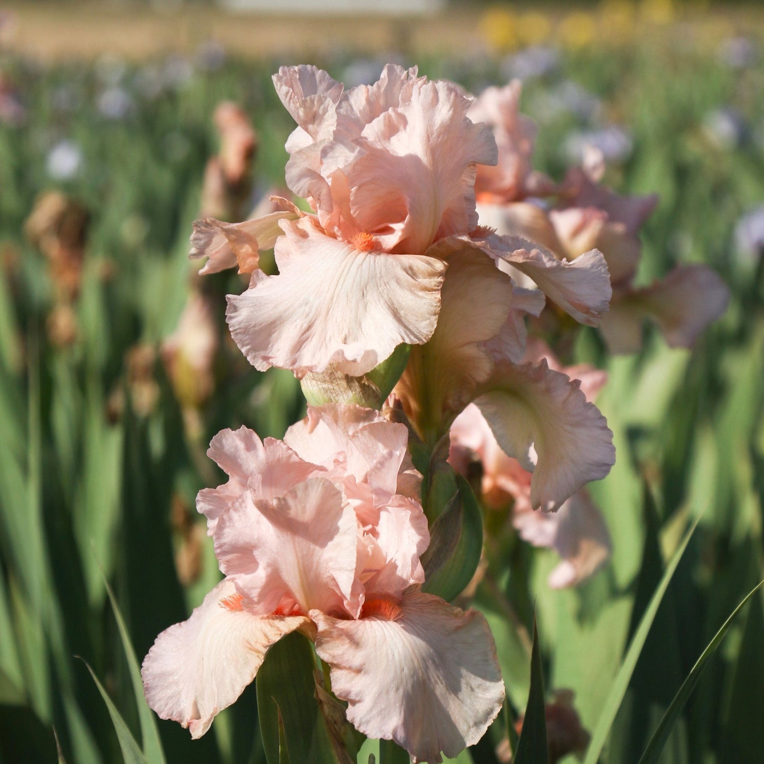 Bearded Iris - Pink Attraction