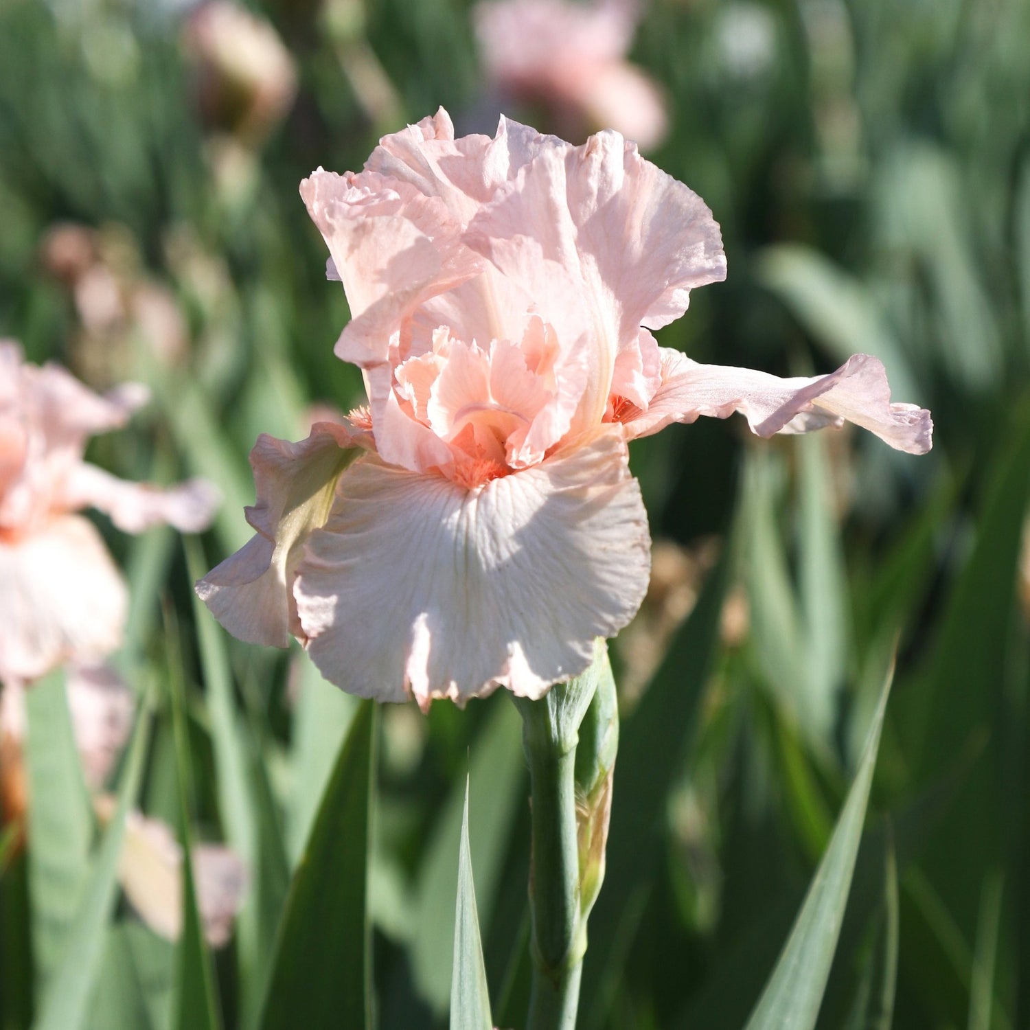 Bearded Iris - Pink Attraction