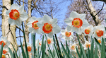 Daffodil - Pink Charm