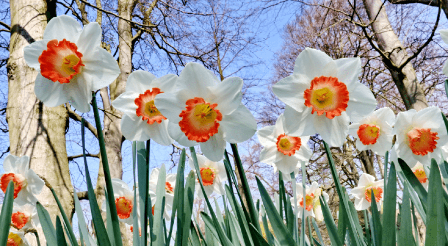 Daffodil - Pink Charm