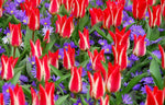 Tulip - Pinocchio
