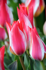 Tulip - Pinocchio