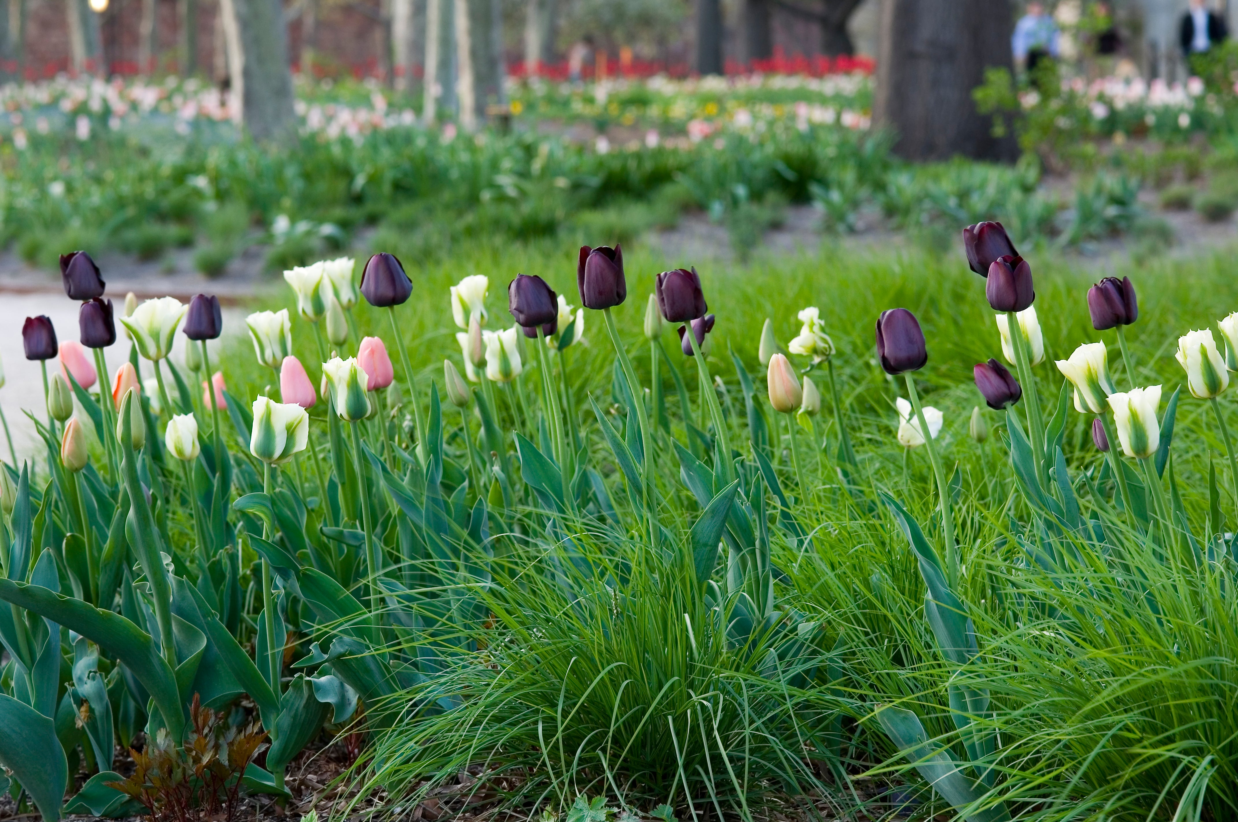 A stunning tulip named Queen of the Night with velvety purple blooms