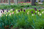 Tulip - Queen of the Night