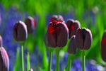 Tulip - Queen of the Night