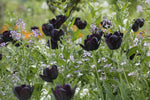 Tulip - Queen of the Night