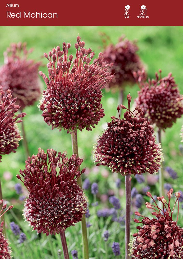Allium - Red Mohican