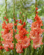 Gladiolus - Riks Frizzle