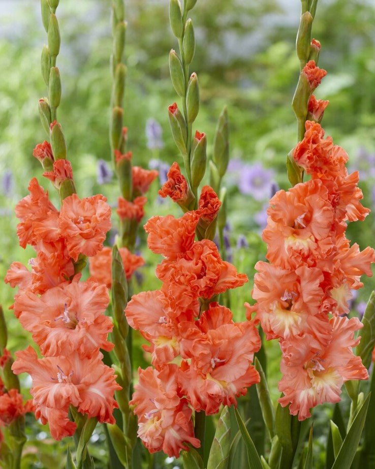 Gladiolus - Riks Frizzle