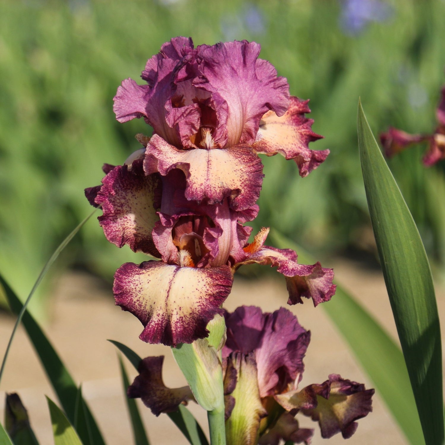Bearded Iris - Rock Star