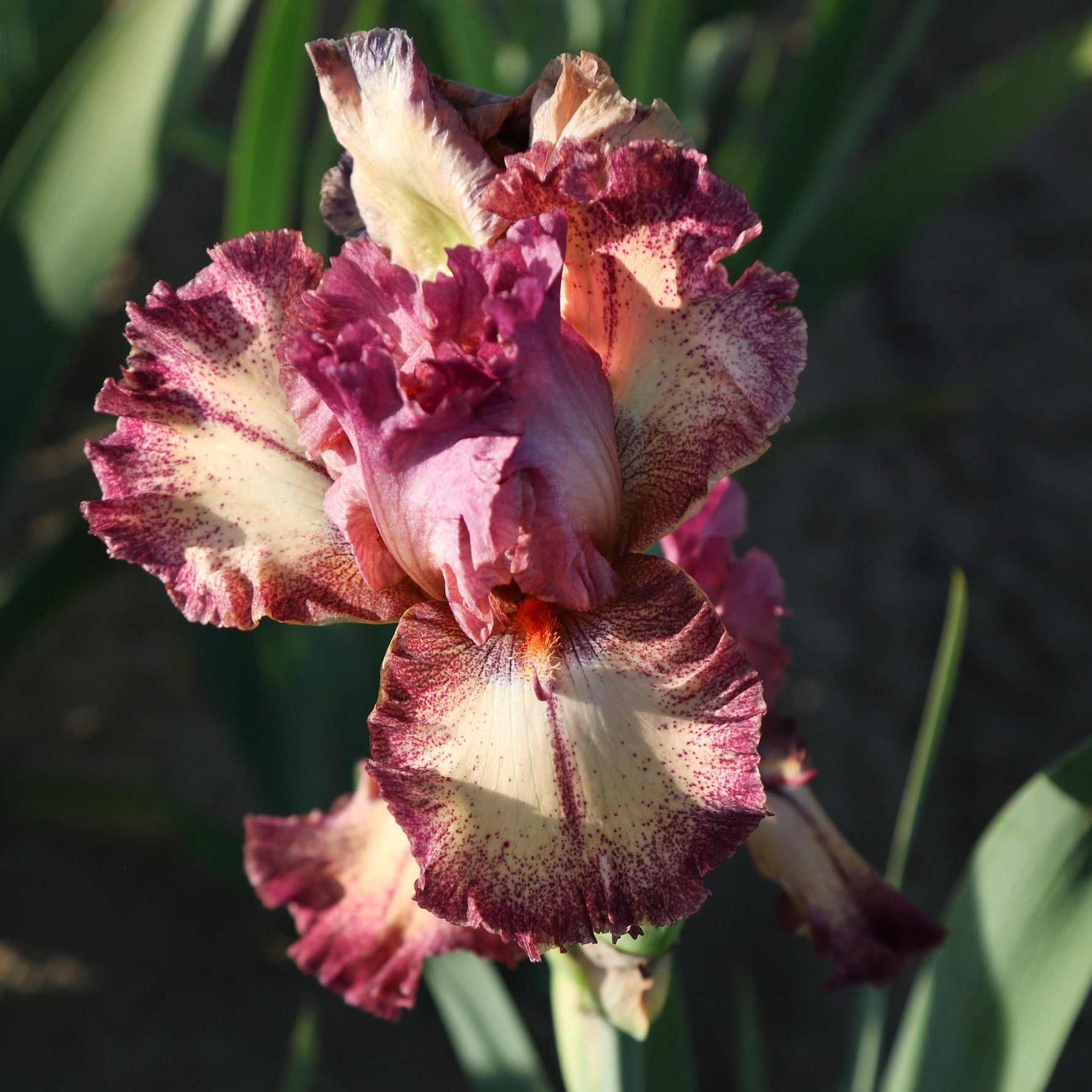 Bearded Iris - Rock Star