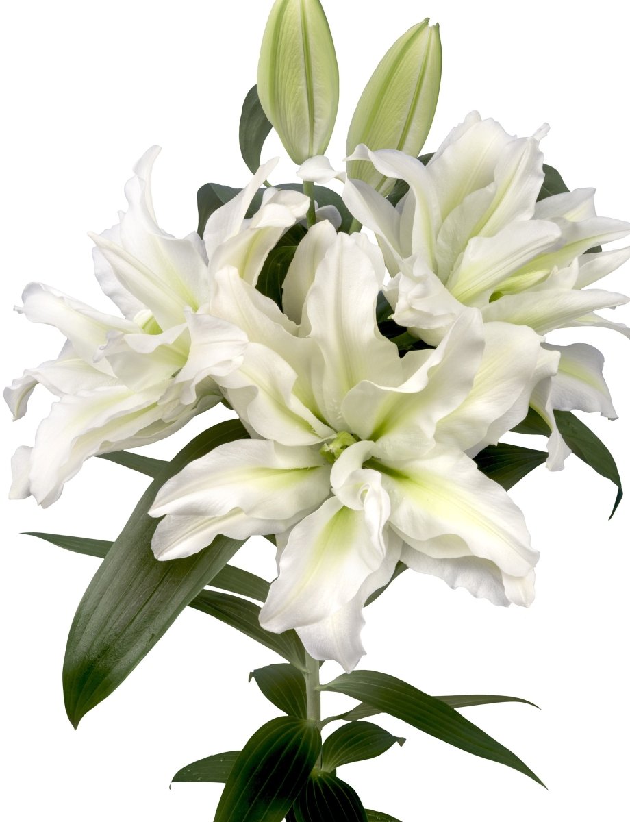 Lily - Aisha