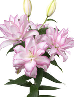 Lily - Anouska
