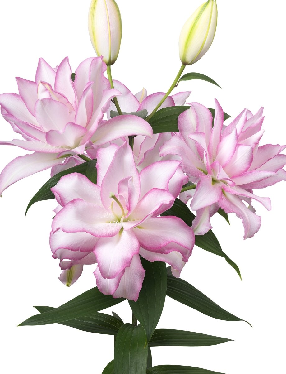 Lily - Anouska