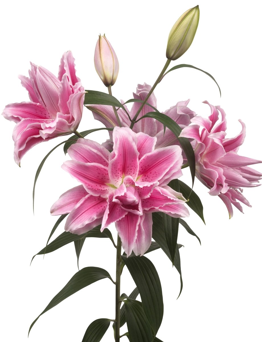 Lily - Isabella