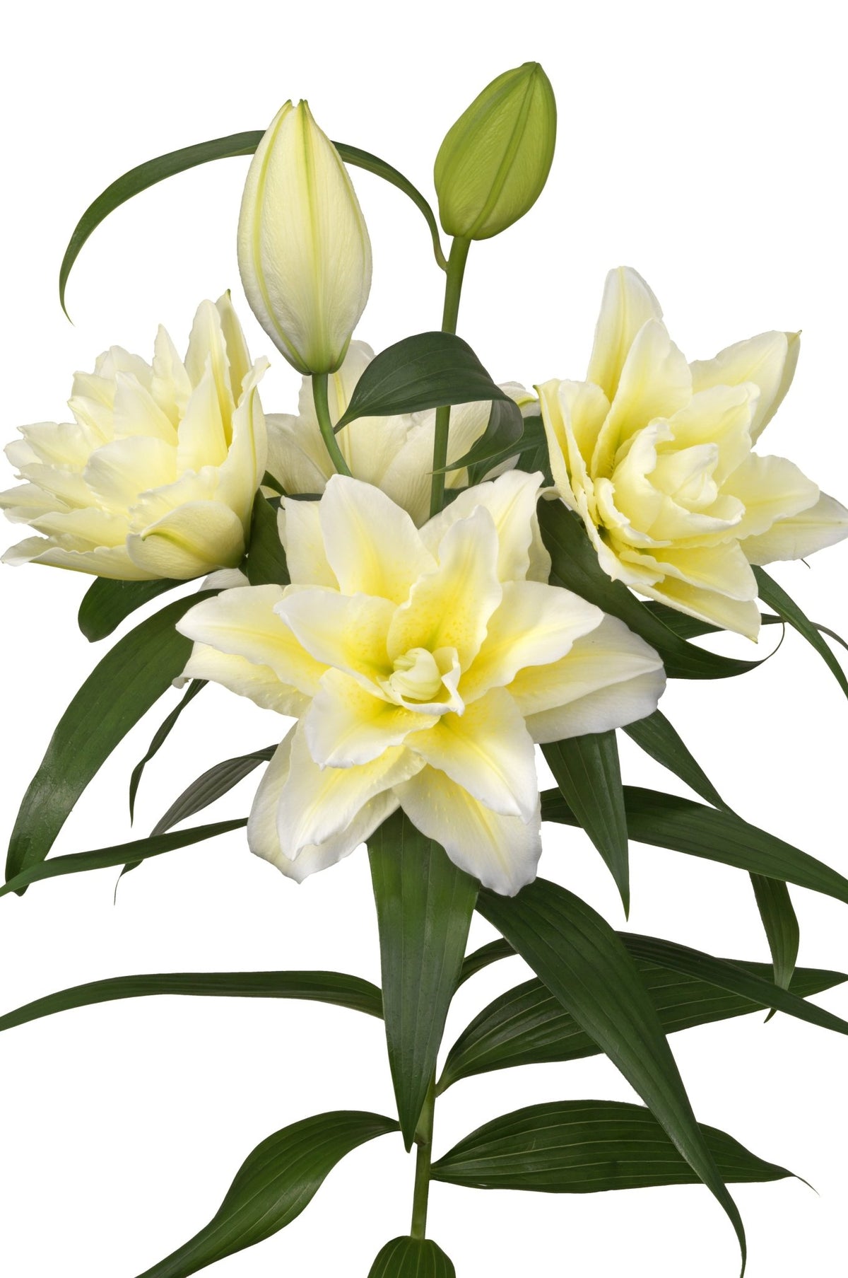 Lily - Ludwina