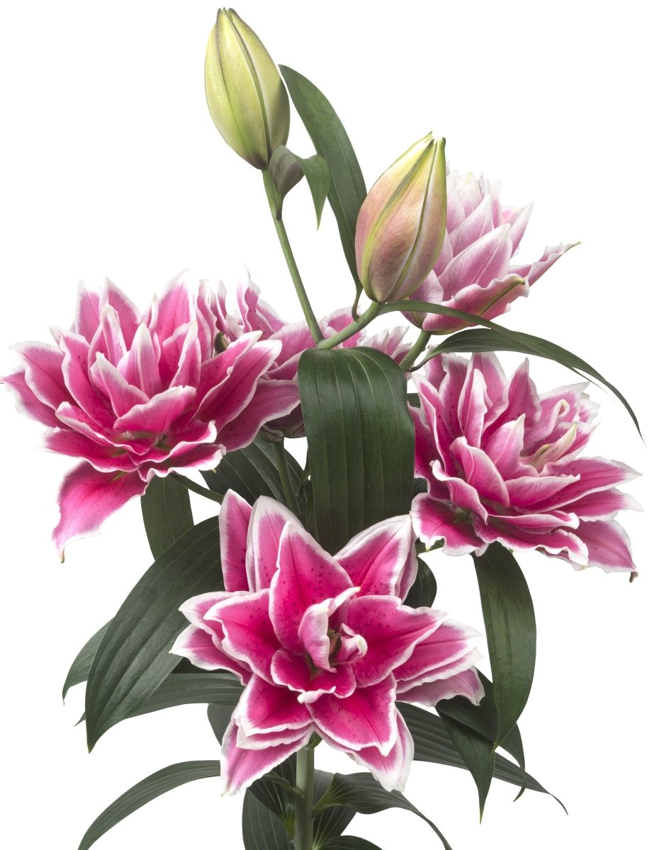 Lily - Samantha