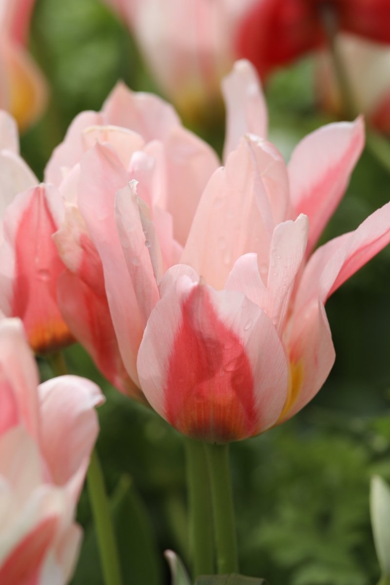 Tulip - Serano