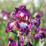 Bearded Iris - Tennison Ridge