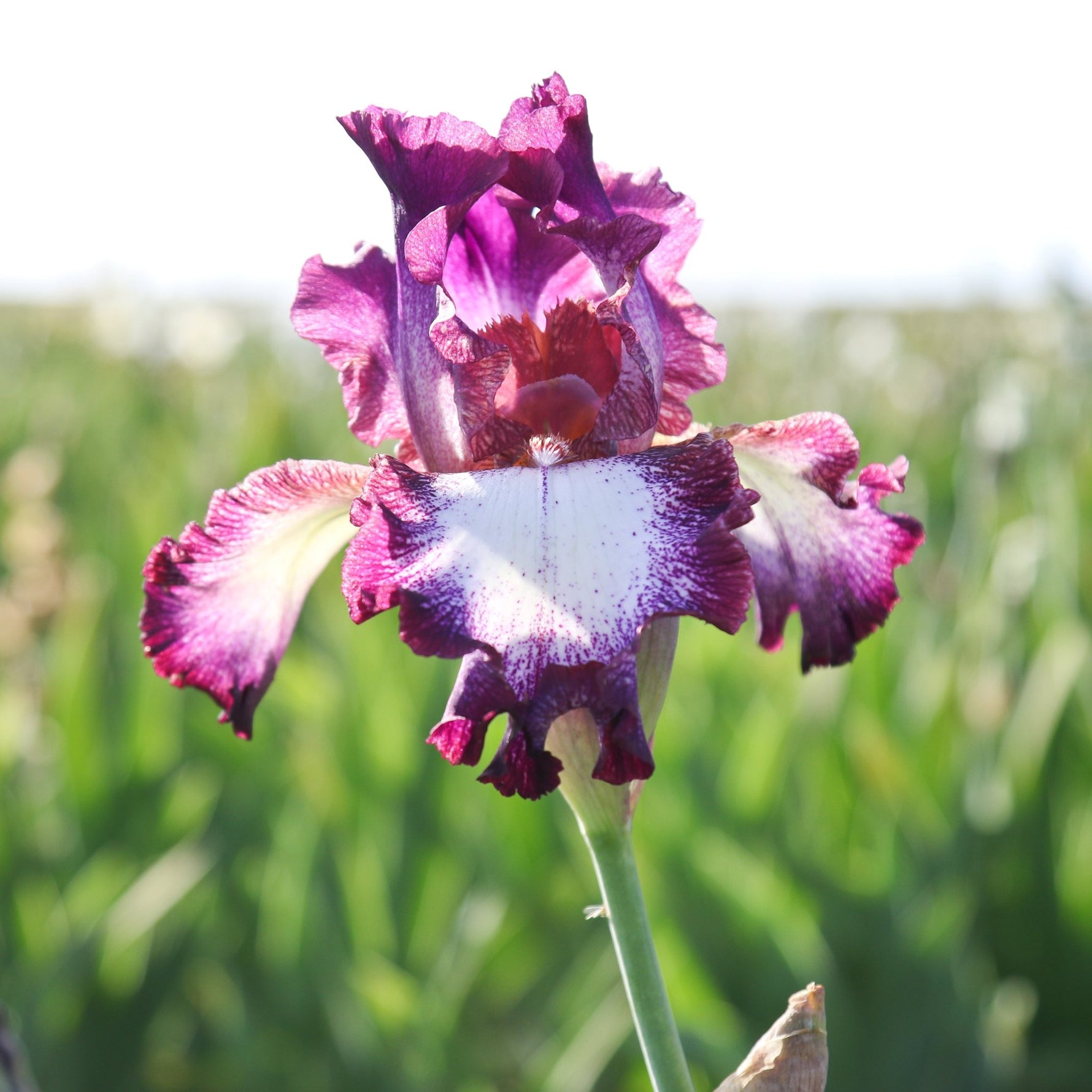 Bearded Iris - Tennison Ridge