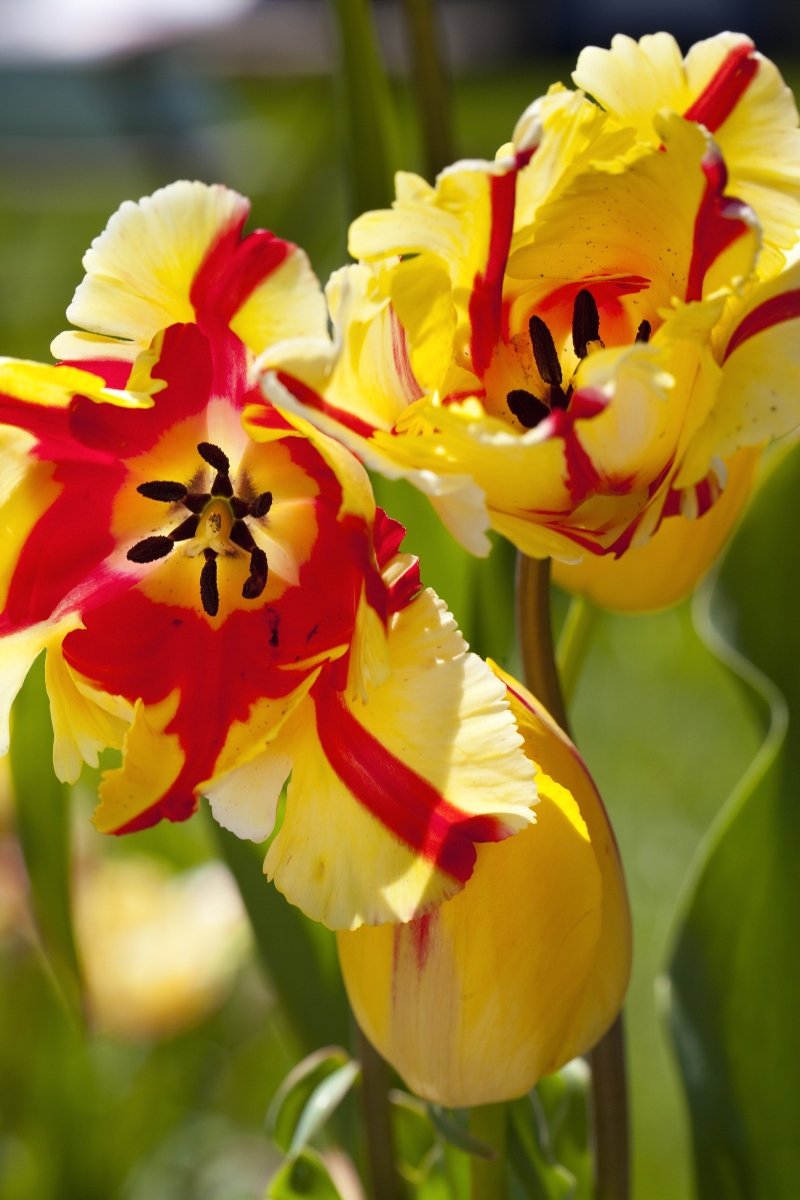 Tulip - Texas Flame