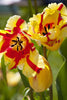 Vibrant red and yellow Parrot tulip named Texas Flame in bloom.