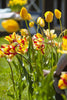 Gorgeous Texas Flame Parrot tulip with vibrant red and yellow flamed petals