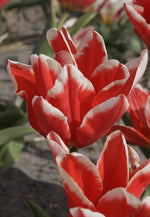 Tulip - Pirand Emperor