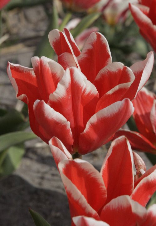 Tulip - Pirand Emperor