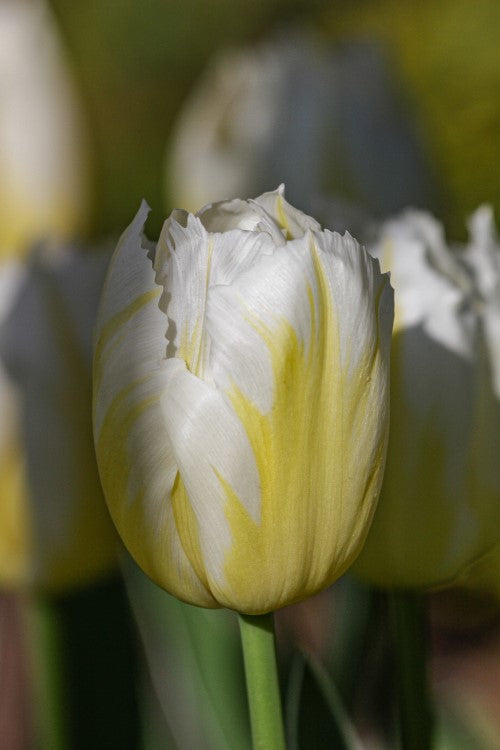 Close-up of a Triumph tulip, called Happy people with white-yellow blooms.