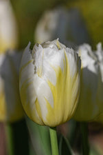 Tulip - Happy People
