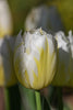 Close-up of a Triumph tulip, called Happy people with white-yellow blooms.