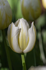 Tulip - Happy People