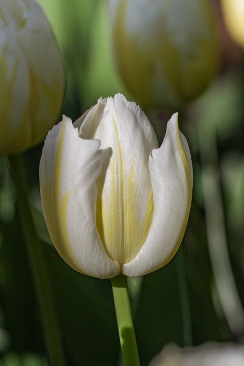 Tulip - Happy People