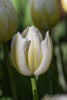 Triumph tulip happy people close-up, white with yellow blooms