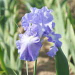 Bearded Iris - Victoria Falls
