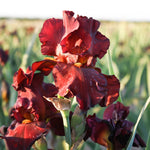 Bearded Iris - War Chief