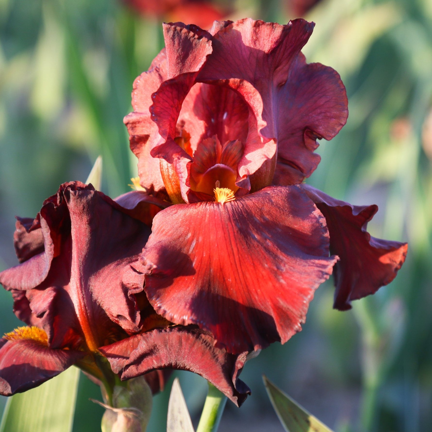 Bearded Iris - War Chief