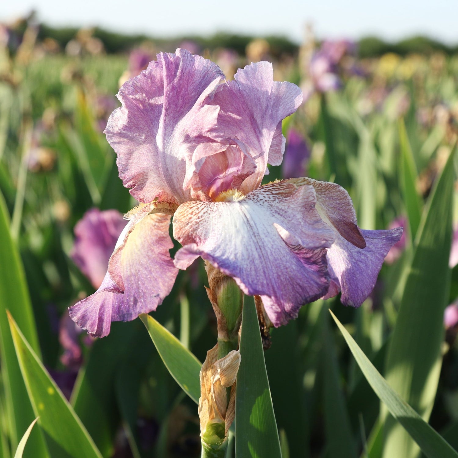 Bearded Iris - Wine Festival
