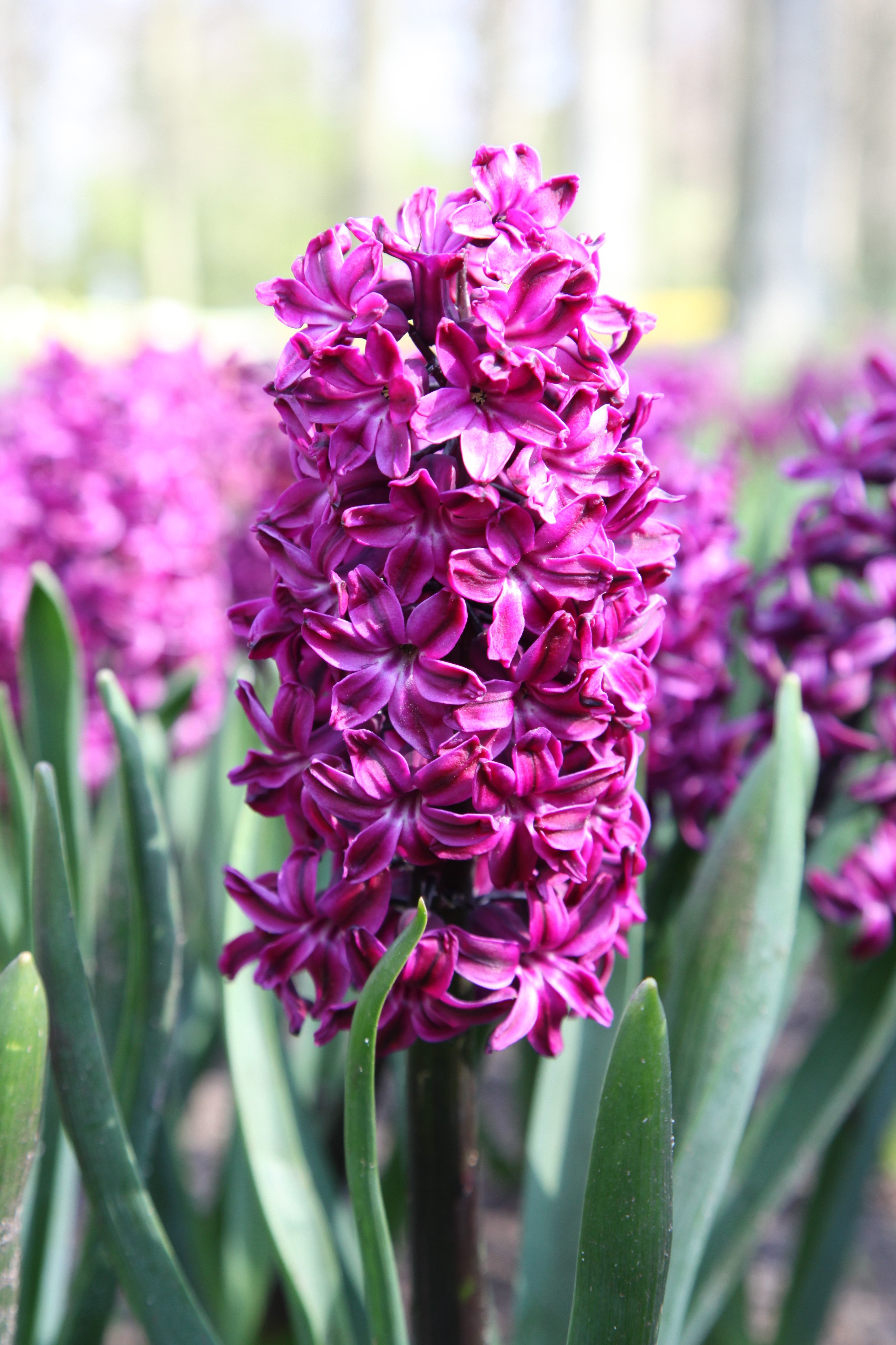 Beautiful hyacinth, called woodstock with purple florets and green foliage