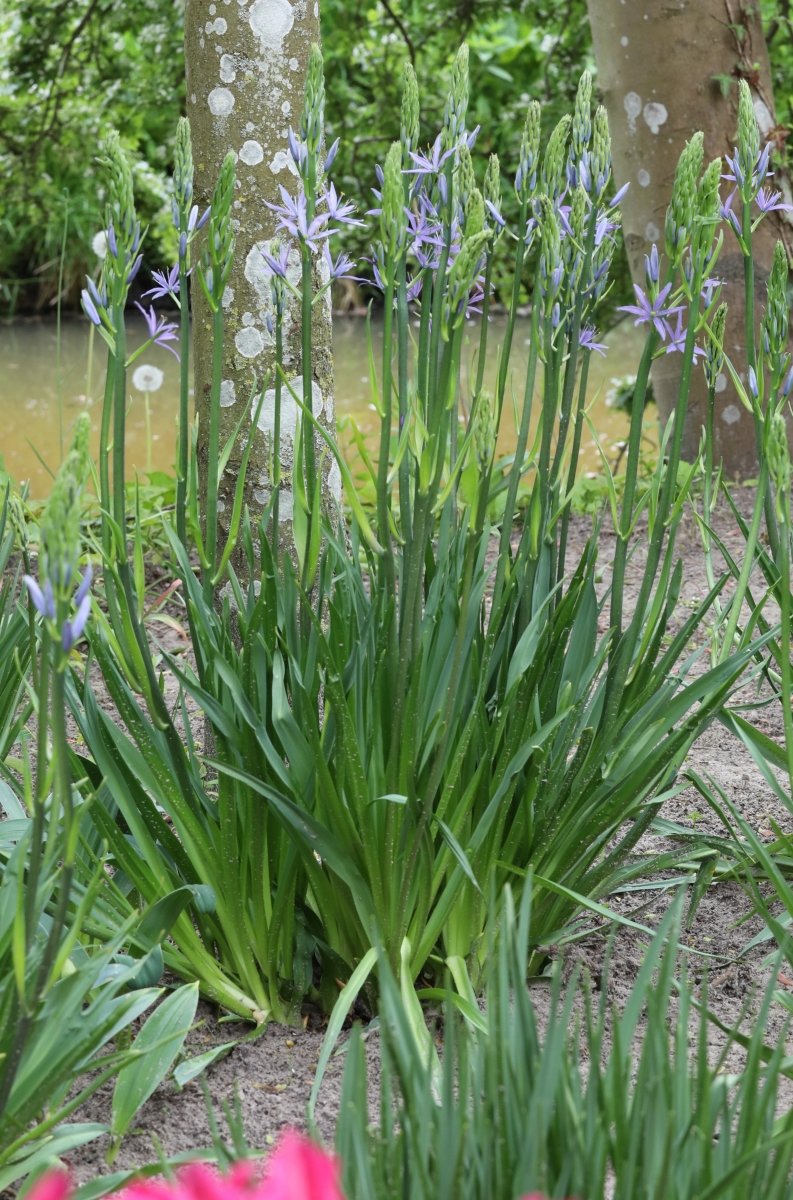 Camassia - leichtlinii Caerulea