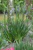 Camassia - leichtlinii Caerulea