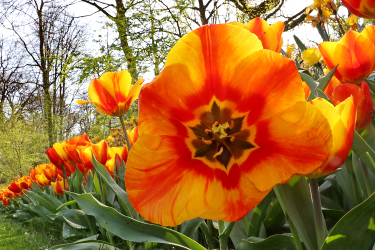 Close-up of single early tulip flair with red, orange, and yellow color