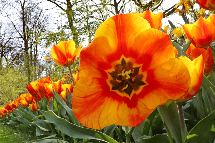 Tulip - Flair