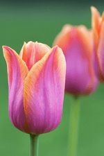 Tulip - Avignon