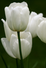 Load image into Gallery viewer, A graceful Single Late Tulip Maureen with delicate petals in full bloom.