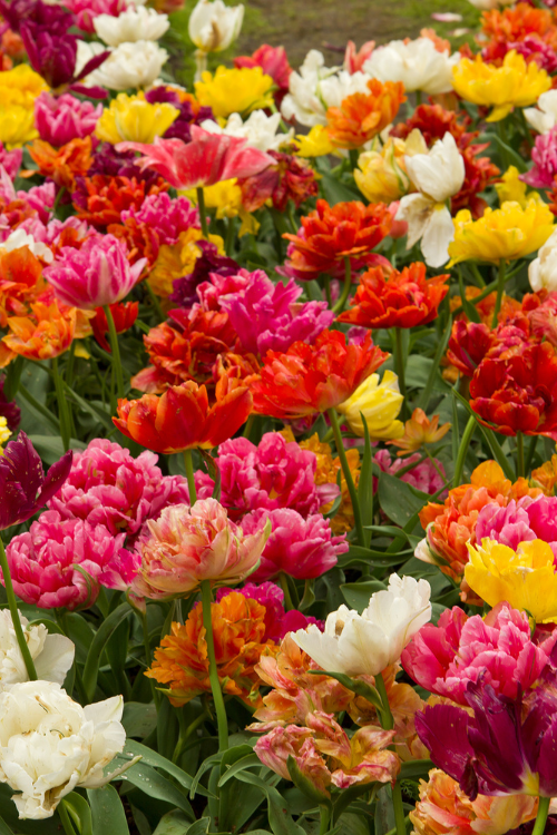Vibrant mixed double early tulips in full bloom, displaying stunning colors.