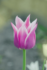 Tulip - Ballade