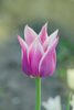 A beautiful Lily flowering Ballade tulip with delicate petals in purple and white