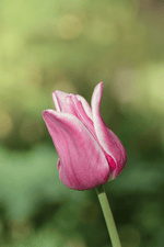 Tulip - Ballade